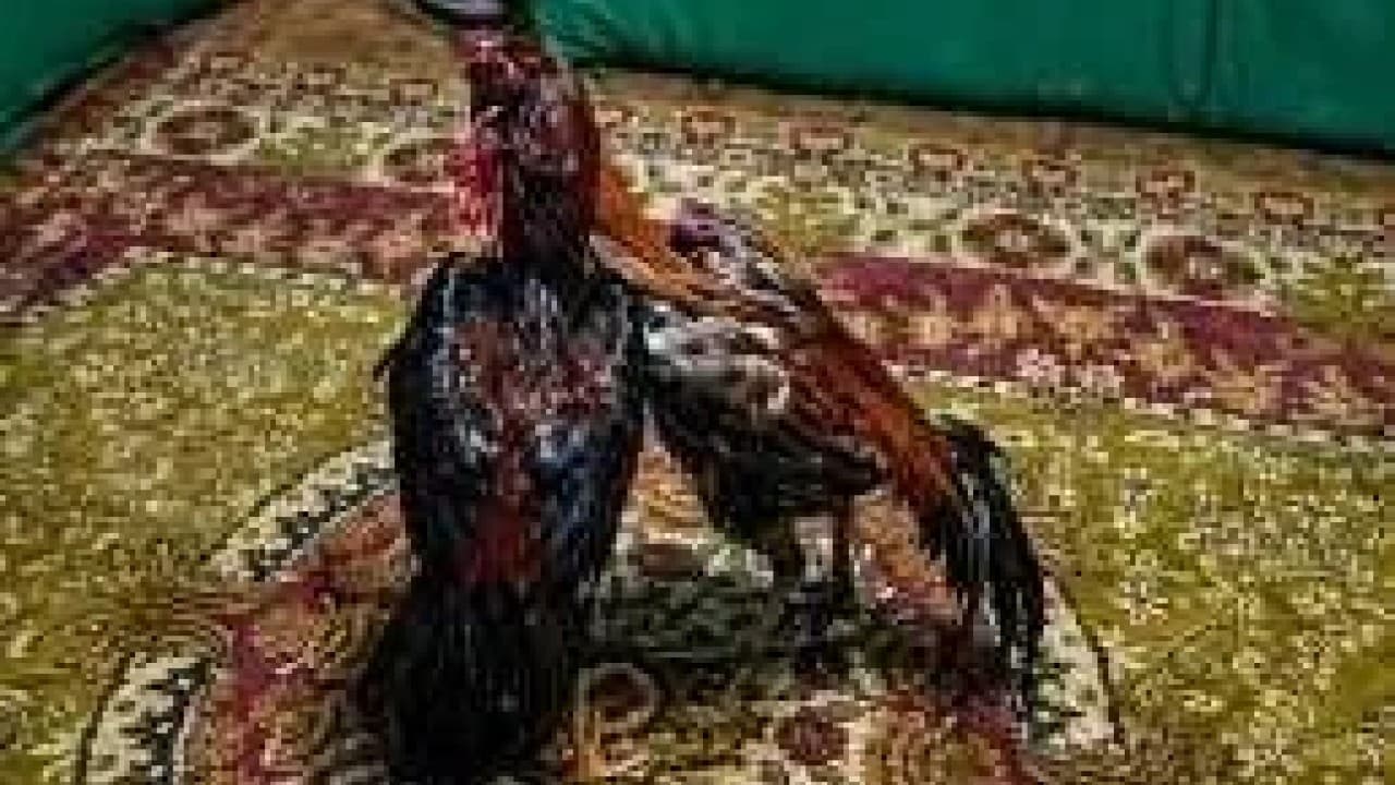 Kağızman'da horoz dövüşü operasyonunda 23 kişiye 299 bin 690 TL ceza