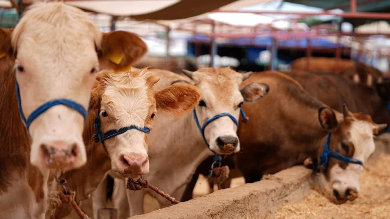 Kamu Çalışanları İçin Kurban Bayramı Tatili 9 Gün Sürecek