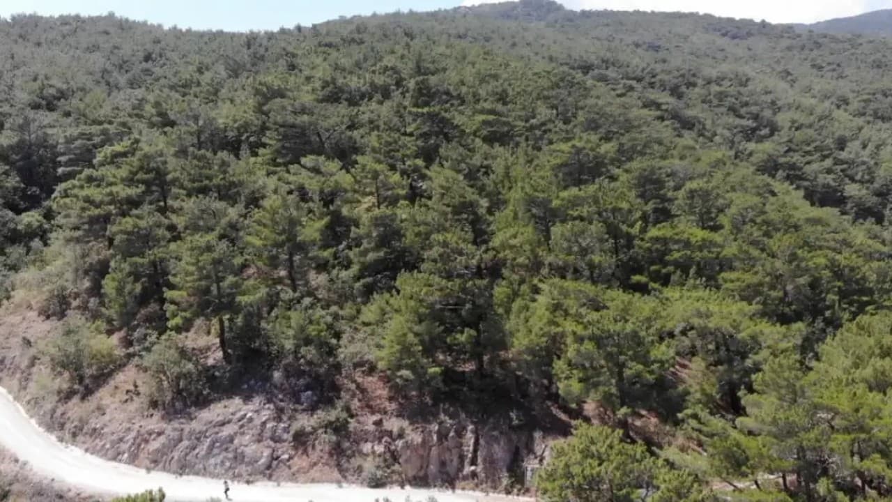 Türkiye'de Orman Yangınları Tehlikesi Nedeniyle Yasaklar Genişliyor