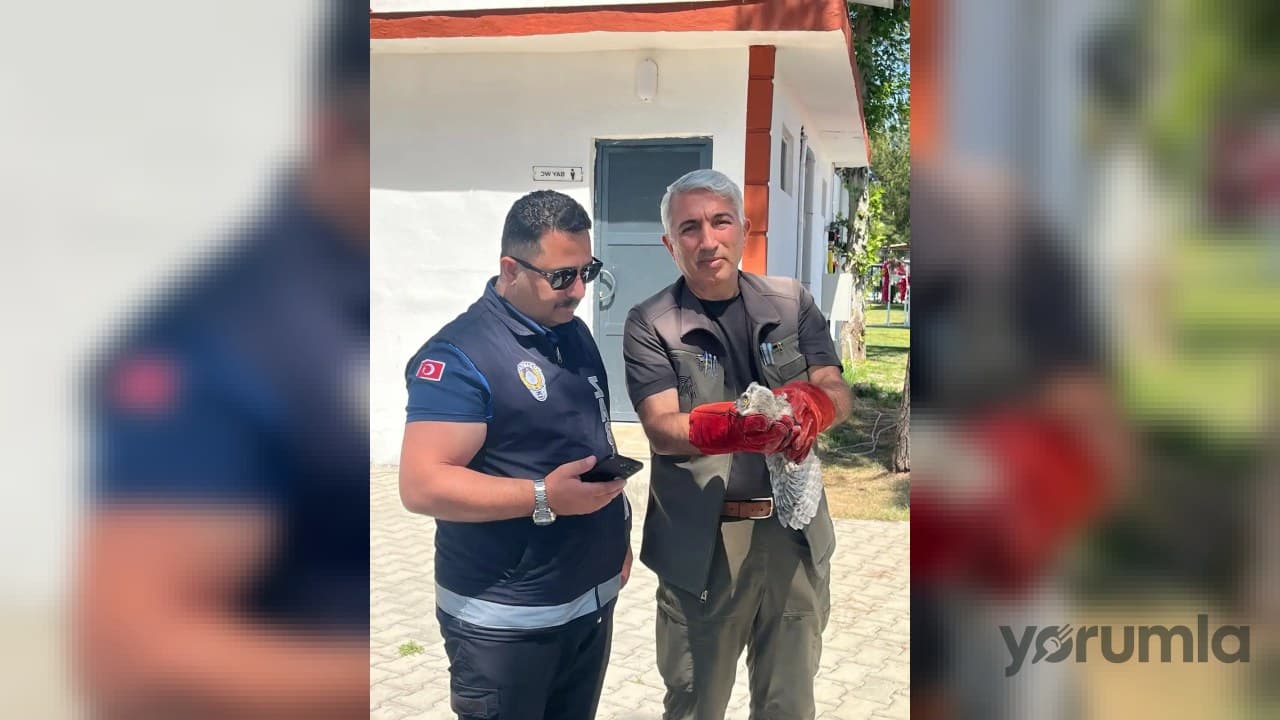 Battalgazi Zabıta ekipleri Kırkgöz Sahil Parkı’nda yavru baykuşu koruma altına aldı