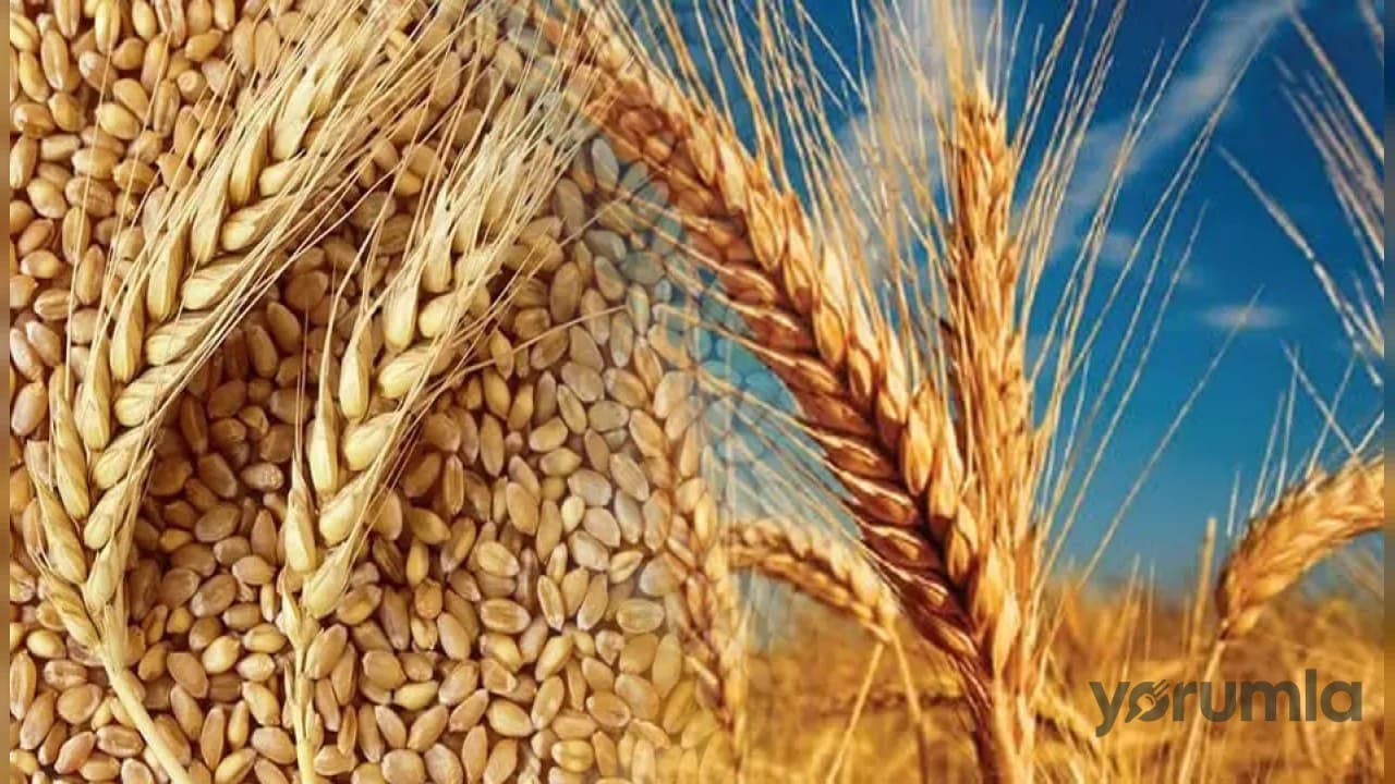 2025’te 83,2 milyar dolarlık tarım hasılasıyla Avrupa birincisi oldu