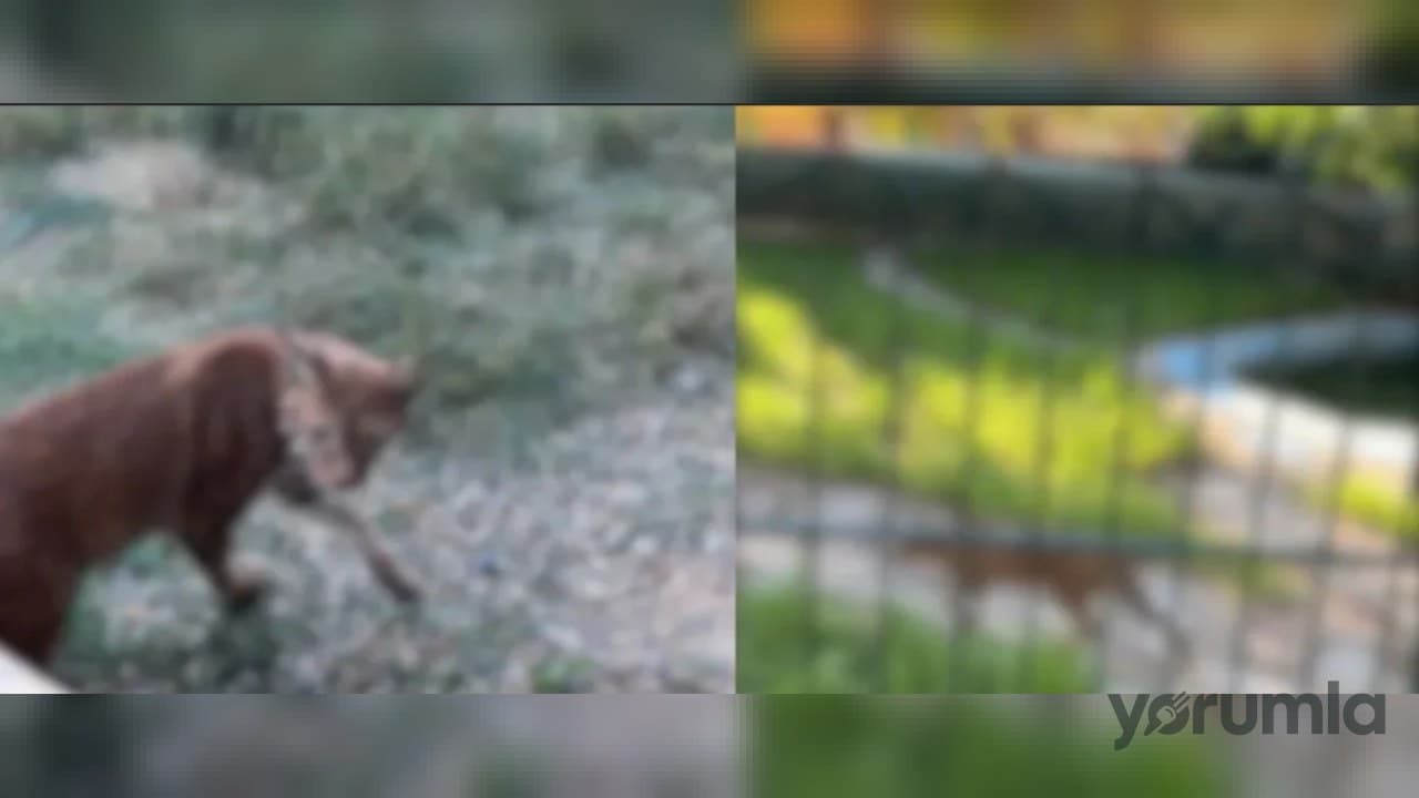 Hamzabeyli Sınır Kapısı’nda bagajdan 2 vaşak 2 serval ele geçirildi