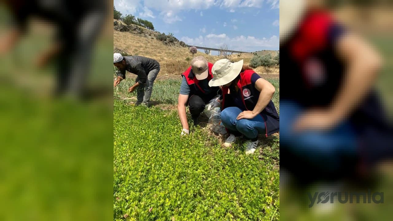 Kırıkkale’de organik üretim alanlarında hastalık ve zararlı kontrolleri