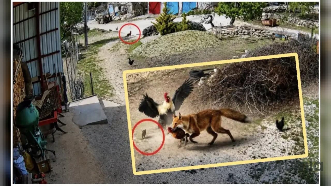 Tilki tavuğu yakaladı: Horozun müdahalesi o anı kameraya aldı