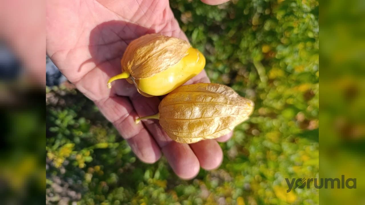 Beypazarı’nda çiftçinin yeni hedefi: serada tomatillo üretimi başladı