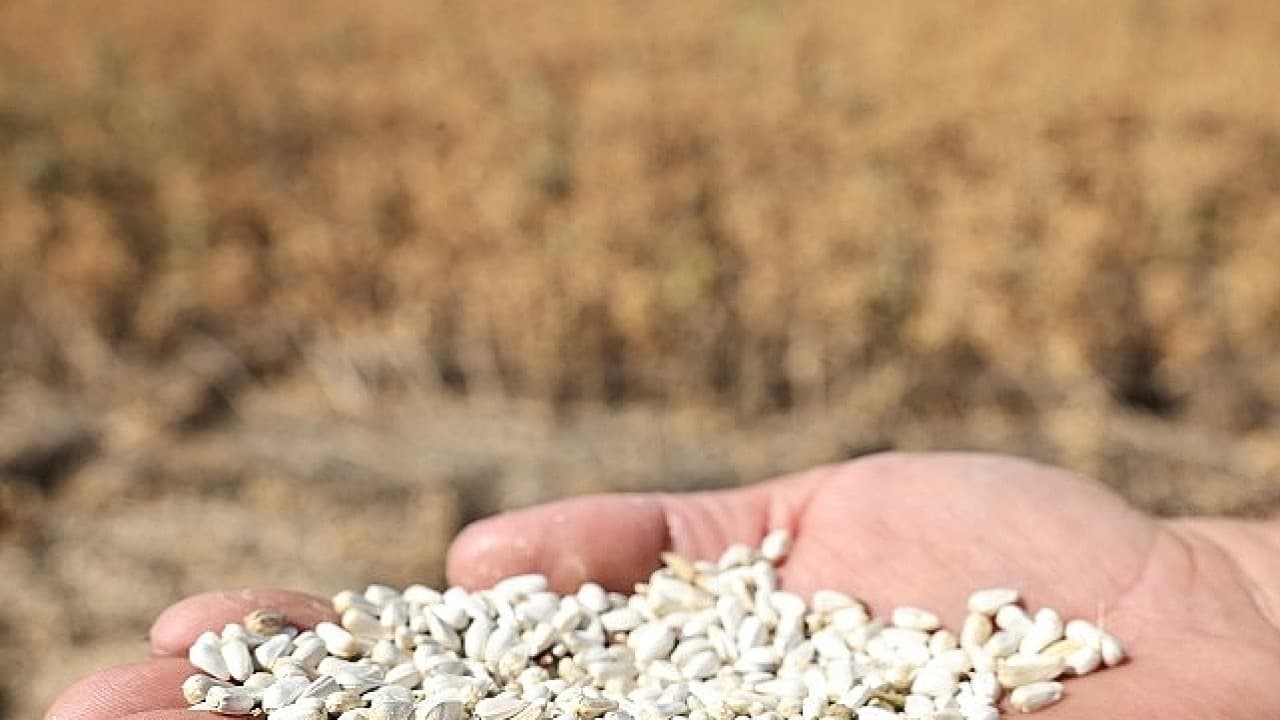 Nilüfer'de kuraklığa karşı alternatif ürün hamlesi: İlk aspir bitkisi hasadı yapıldı!