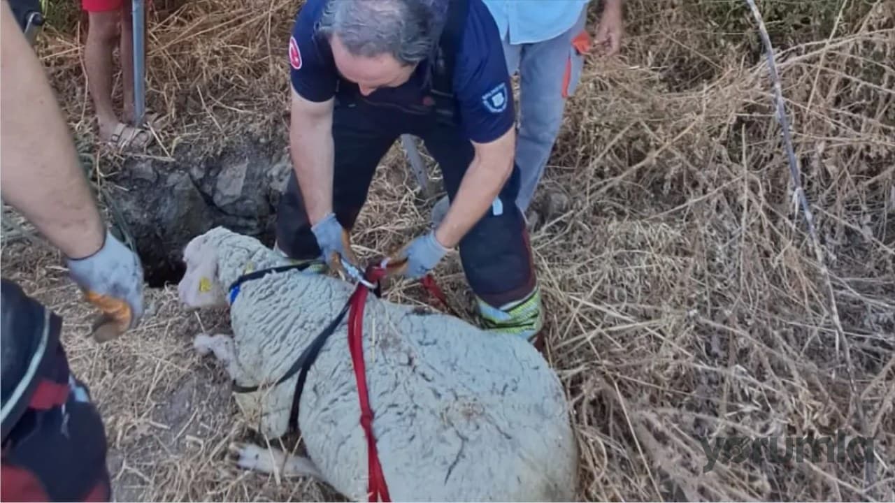 Altıeylül Ortamandıra’da kuyuya düşen koyun ekiplerce kurtarıldı