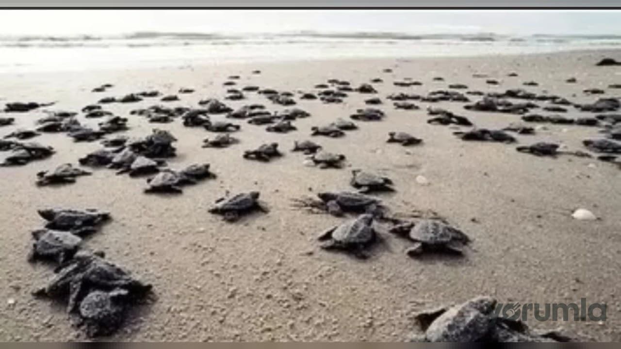 Çıralı’da 25 bin caretta caretta yavrusu denizle buluşturuldu
