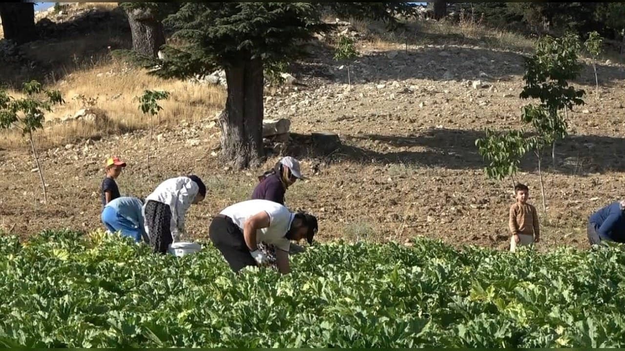 Kahramanmaraş’ta depremzede kabaktan geçimini sağlıyor: 15-20 TL