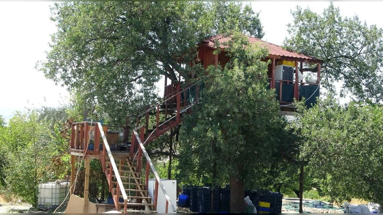 Malatya’da 150 yıllık meşe ağacına 36 metrekarelik ağaç ev inşa edildi