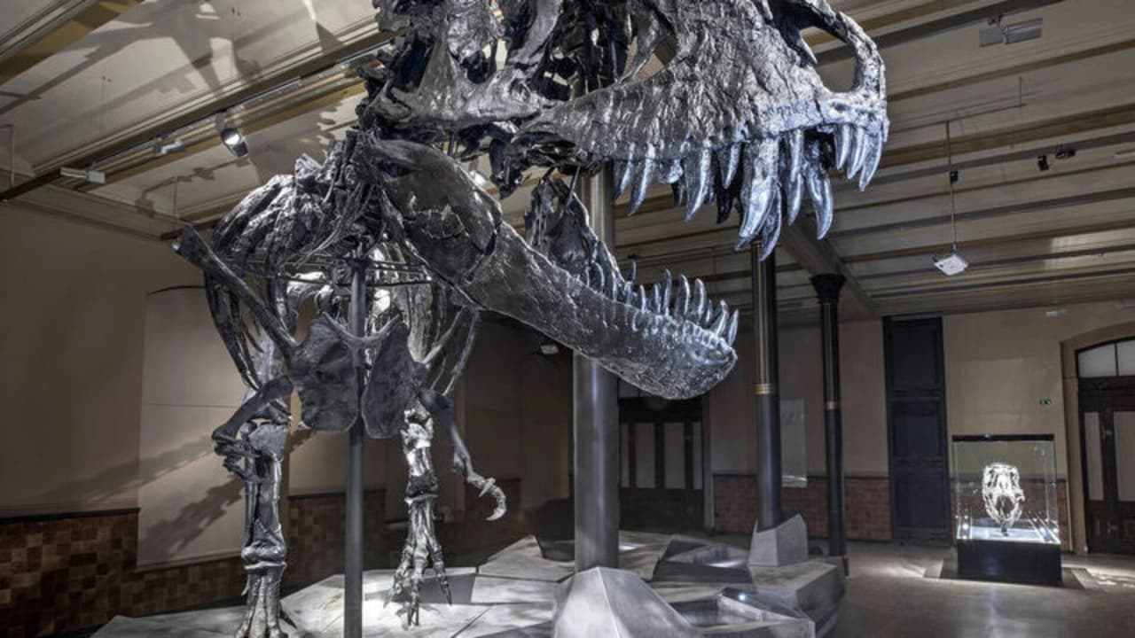 Bilim İnsanları Açıkladı: T-Rex Sıcakkanlı ve Vücut Isısı 36 Dereceydi