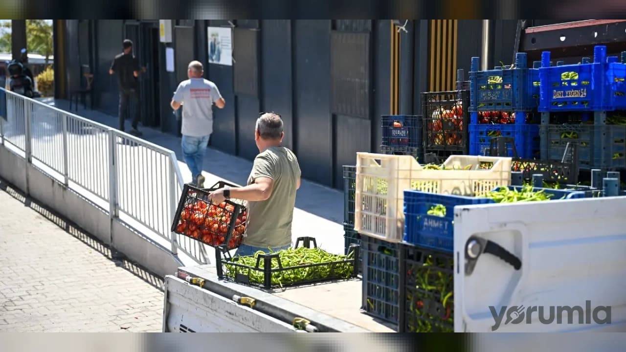 Bornova Belediyesi'nden Tarım Hamlesi: 20 Dönümlük Tarlada Hasat Başladı