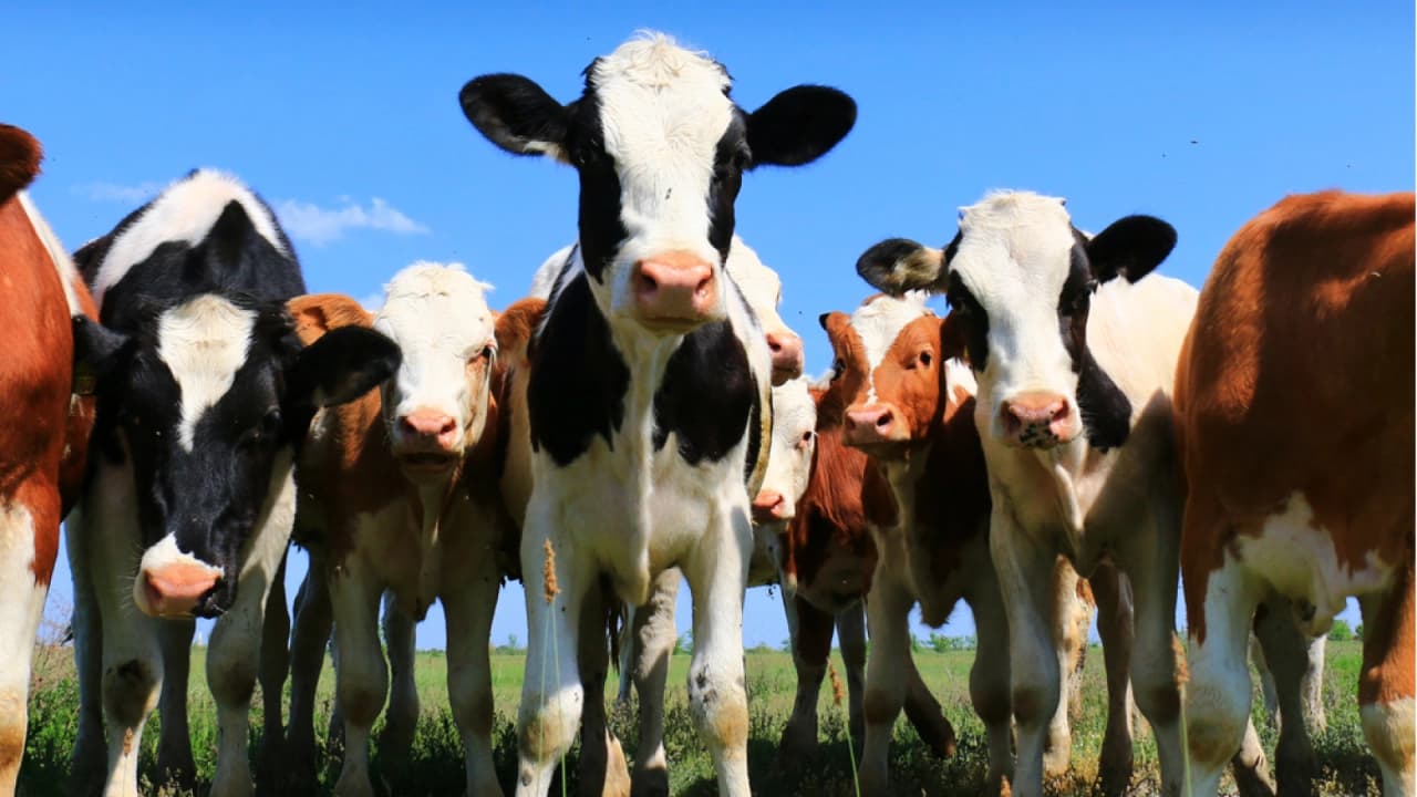 Rüyada İnek Görmek Ne Anlama Gelir? Siyah, Sarı, Beyaz ve Sürü Halinde İnek Görmenin Tabiri