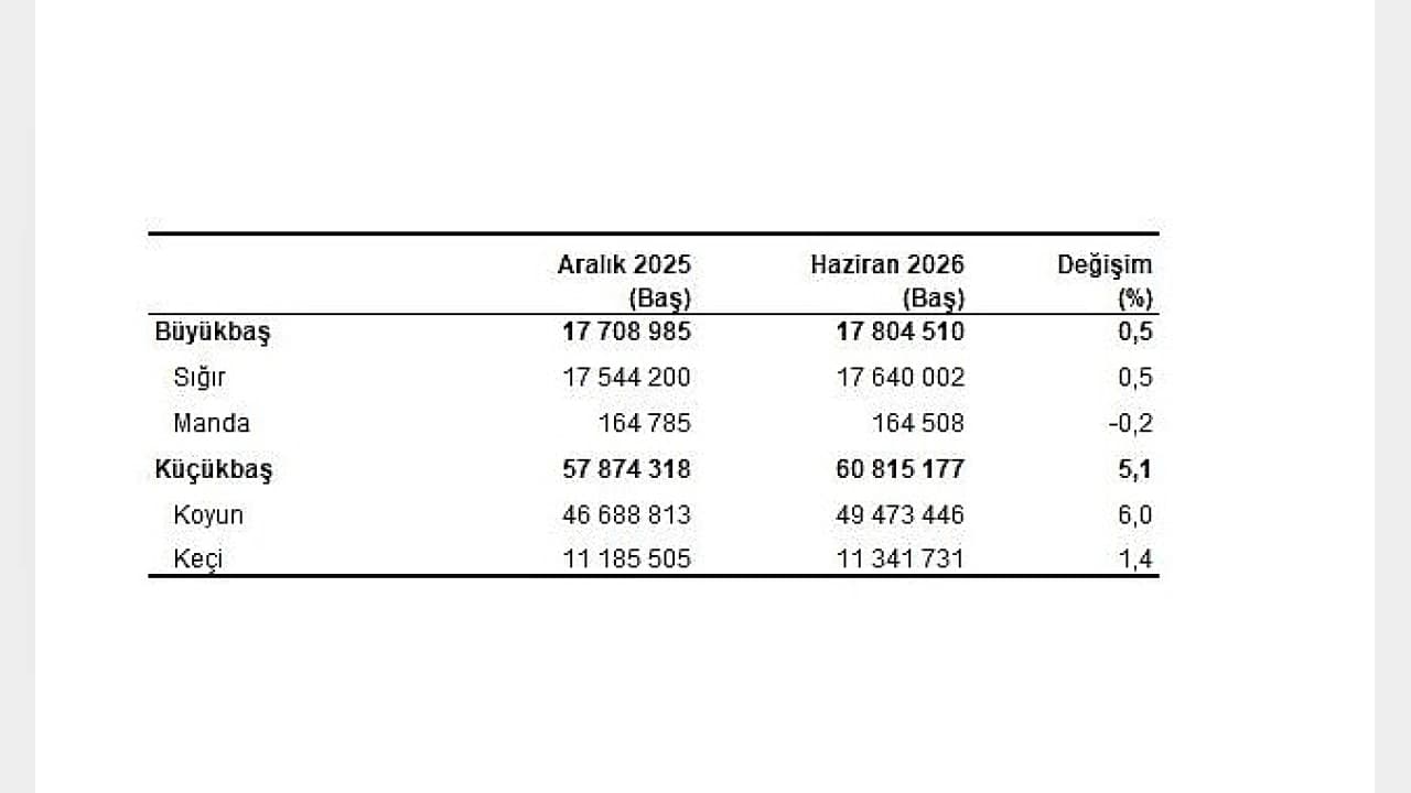 TÜİK Haziran 2026 Hayvancılık Verilerini Açıkladı: Büyükbaş ve Küçükbaş Hayvan Sayısı Artışta