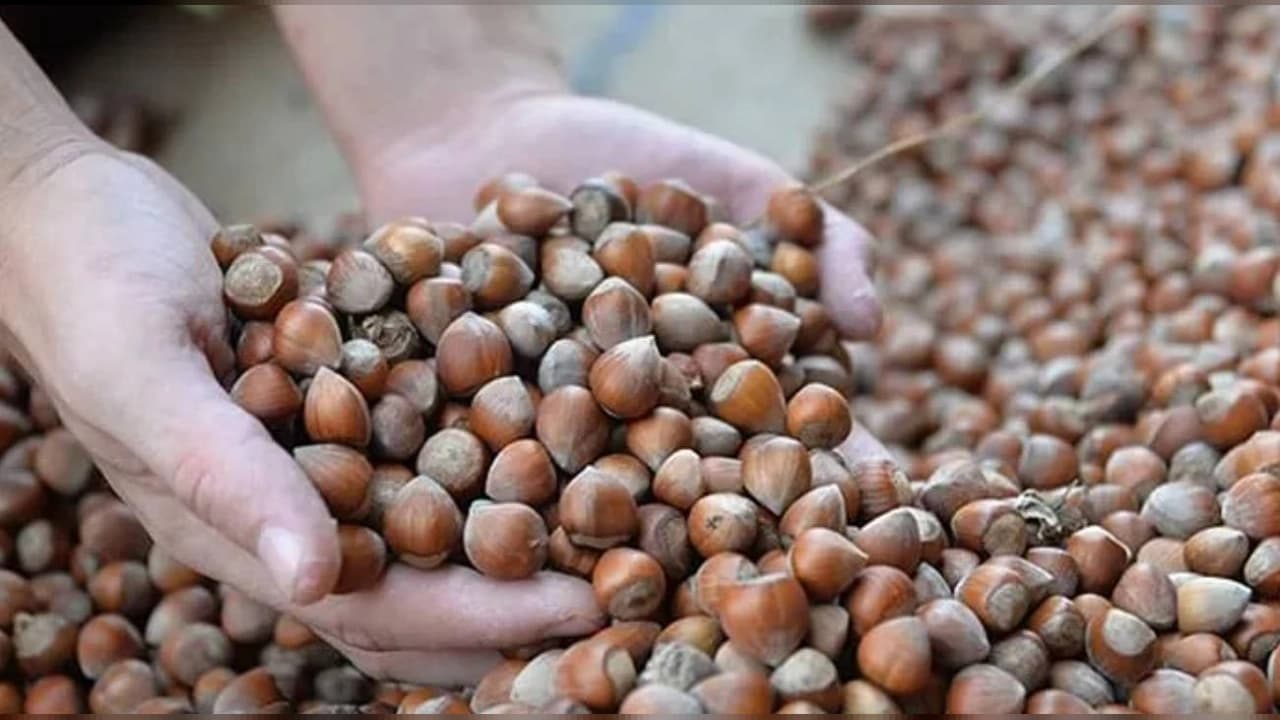 Ticaret Bakanlığı'ndan Fındık Borsalarına Sıkı Denetim: Müfettişler Görevlendirildi