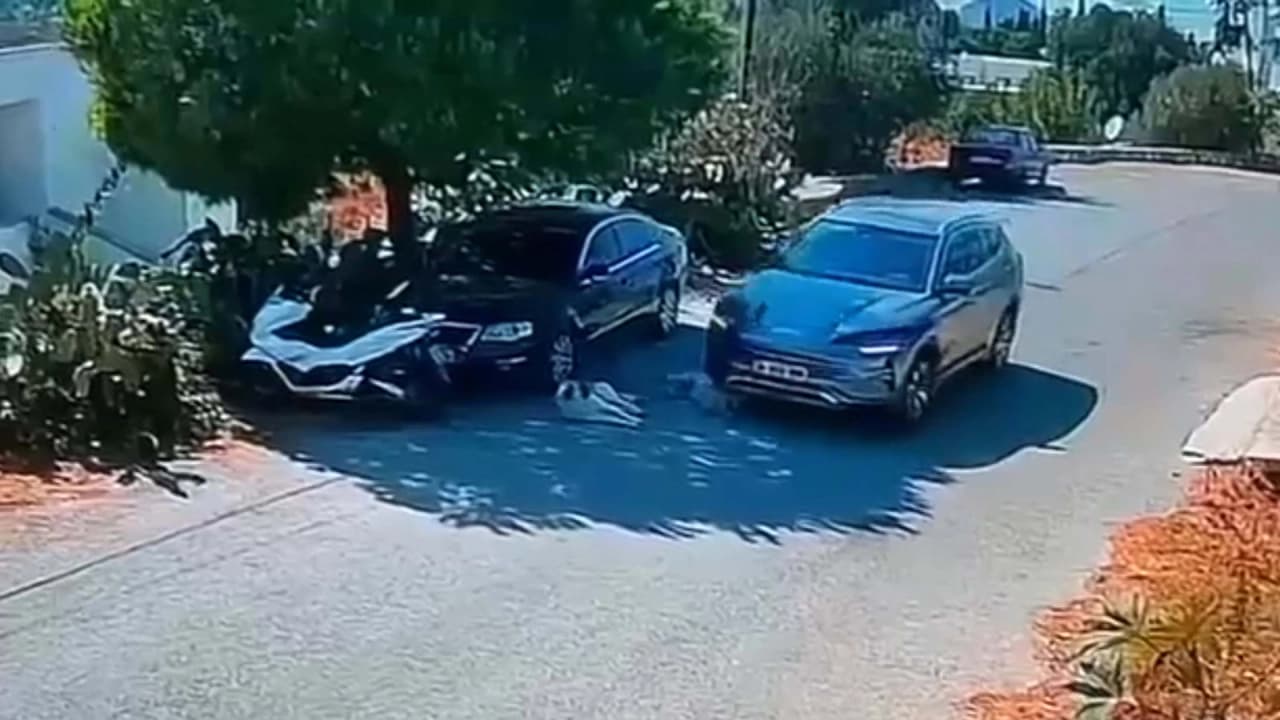 Bodrum'da Canilik: Otomobil Sürücüsü İki Köpeğin Üzerinden Geçti