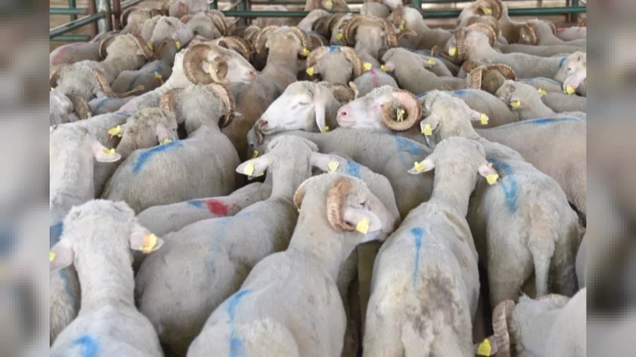 2026 Hayvan Varlığı Raporu Açıklandı: Küçükbaş ve Büyükbaş Sayısında Son Durum Ne?