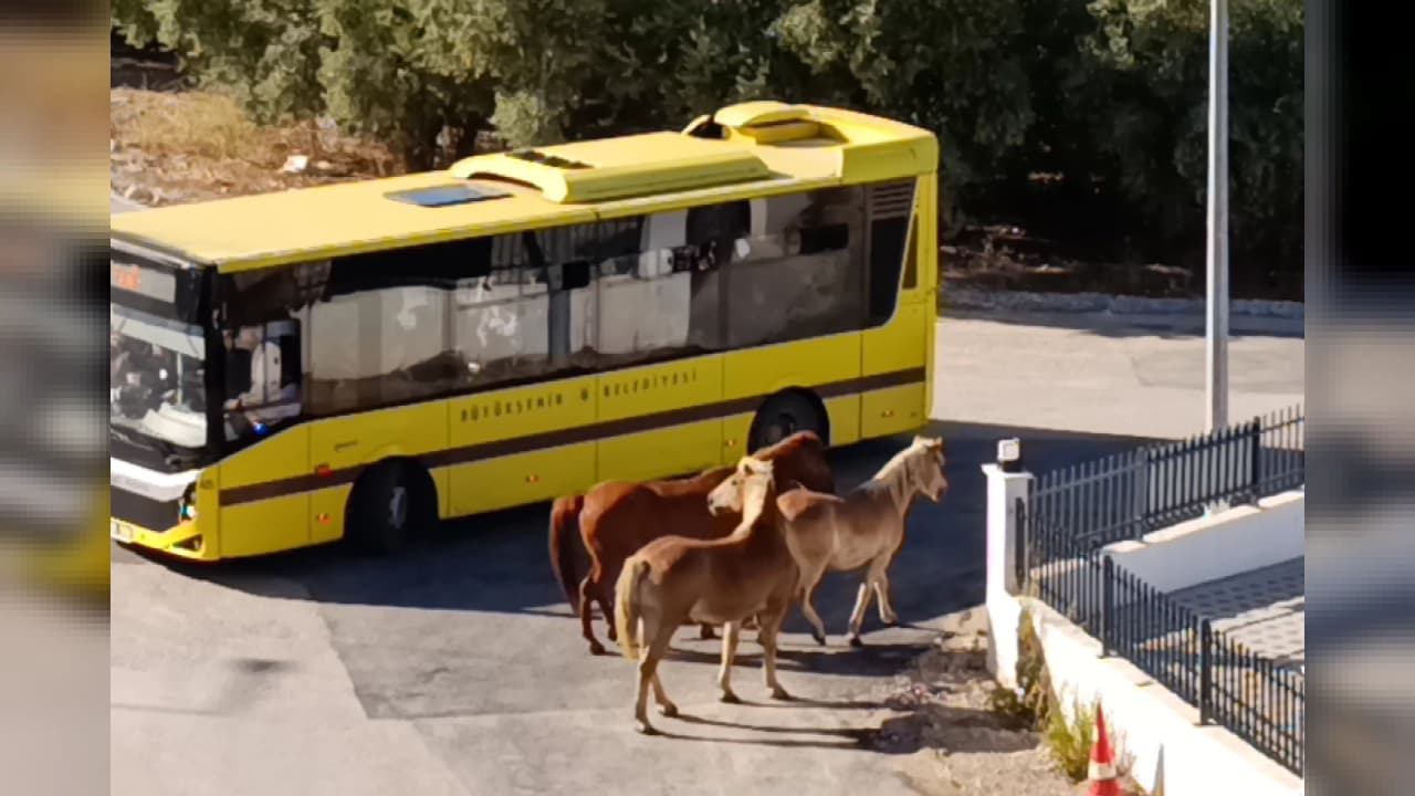 Mudanya'da Başıboş Atlar Trafiği ve Can Güvenliğini Tehlikeye Attı