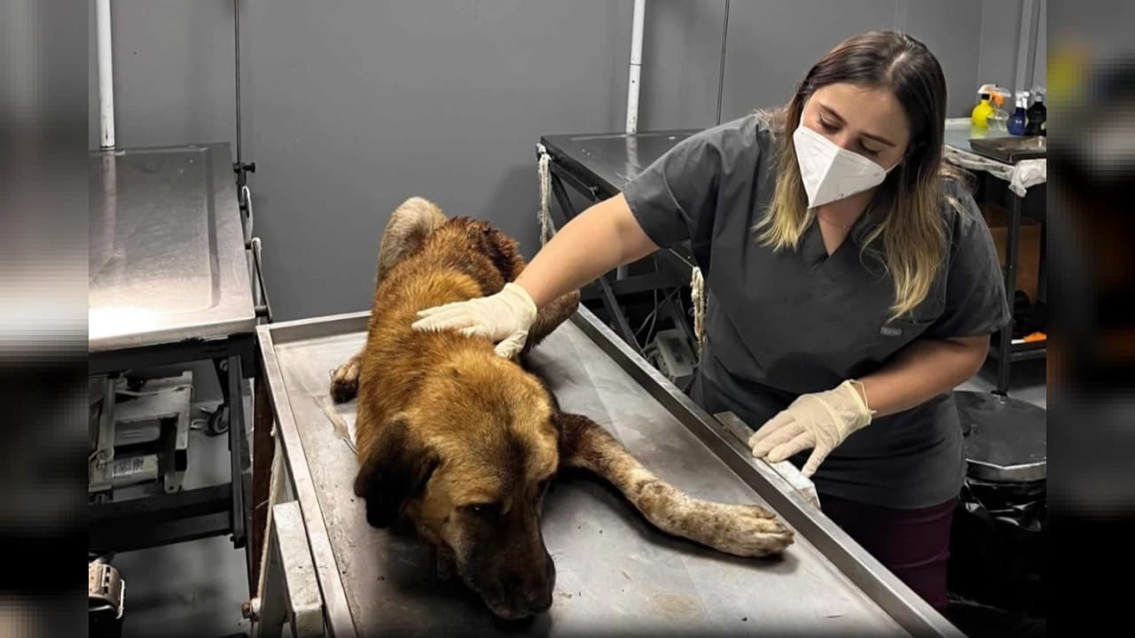 Ordu'da Ağzına Çengel Takılan Köpek Kurtarıldı: Yeni Yuvası Aranacak