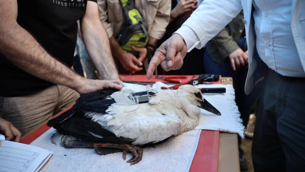 Sinop'tan Göçe Başlayan Uydu Vericili Üç Leylek Mısır ve Suriye'ye Ulaştı