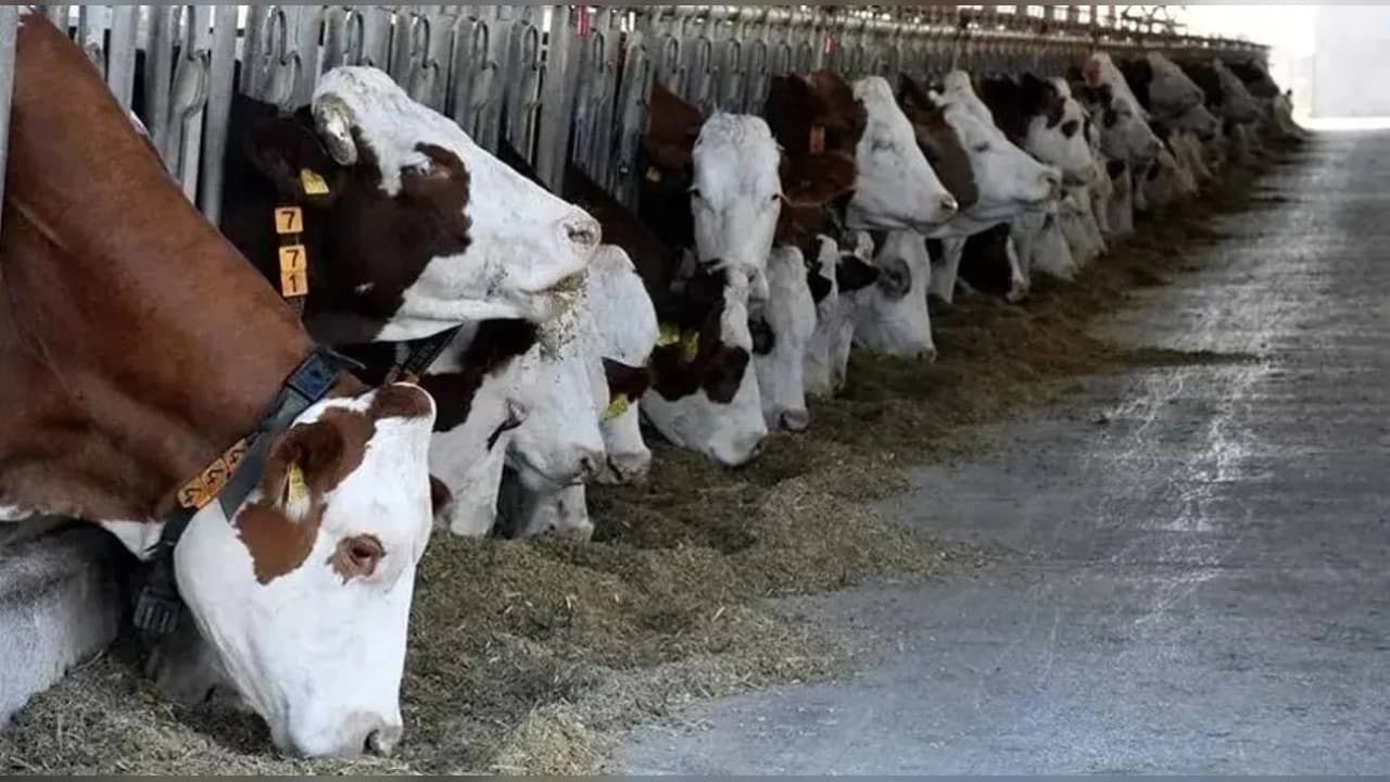 Tarım ve Orman Bakanlığı Haziran Ayı Hayvan Varlığı İstatistiklerini Açıkladı