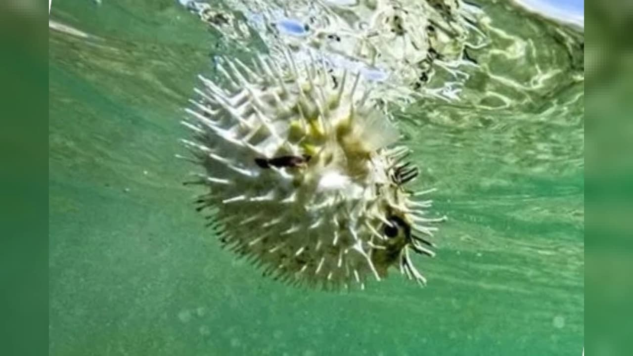 Tarım ve Orman Bakanlığı'ndan Balon Balığı Mücadelesinde Dev Kota Artışı