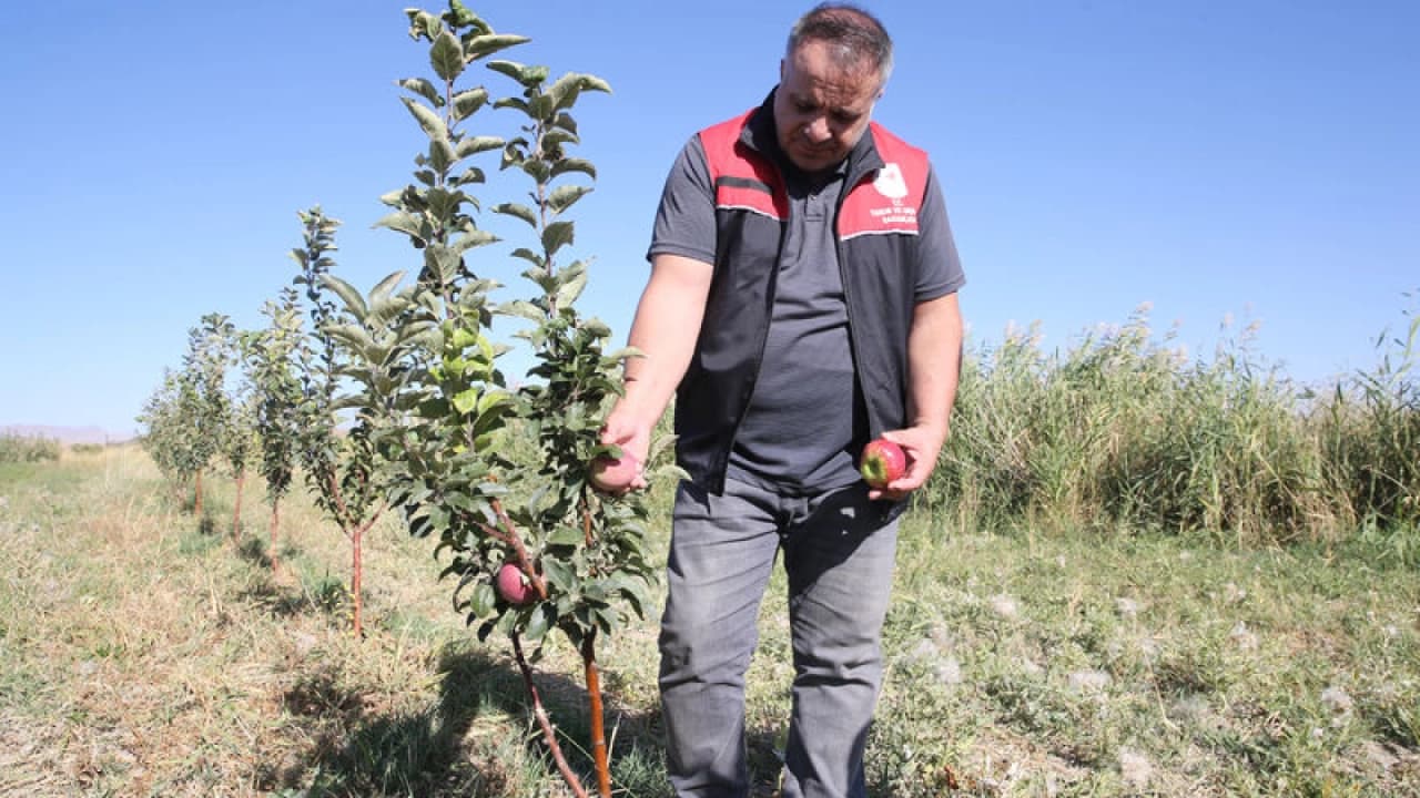 Van'da Tarıma Büyük Destek: 5 Yılda 4.5 Milyon Fidan Toprakla Buluştu
