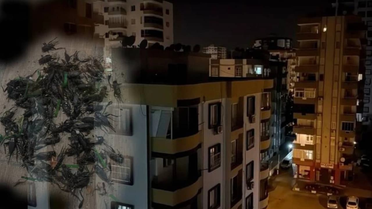 Adana'da Cırcır Böceği İstilası: Vatandaşlar Uykusuz Geceler Yaşıyor
