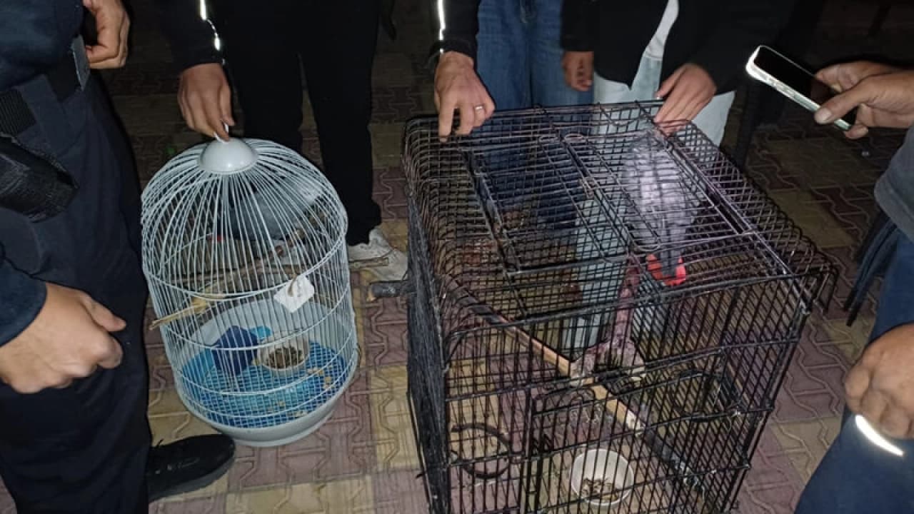 Aksaray'da Yasa Dışı Papağan Ticaretine 30 Bin TL Ceza