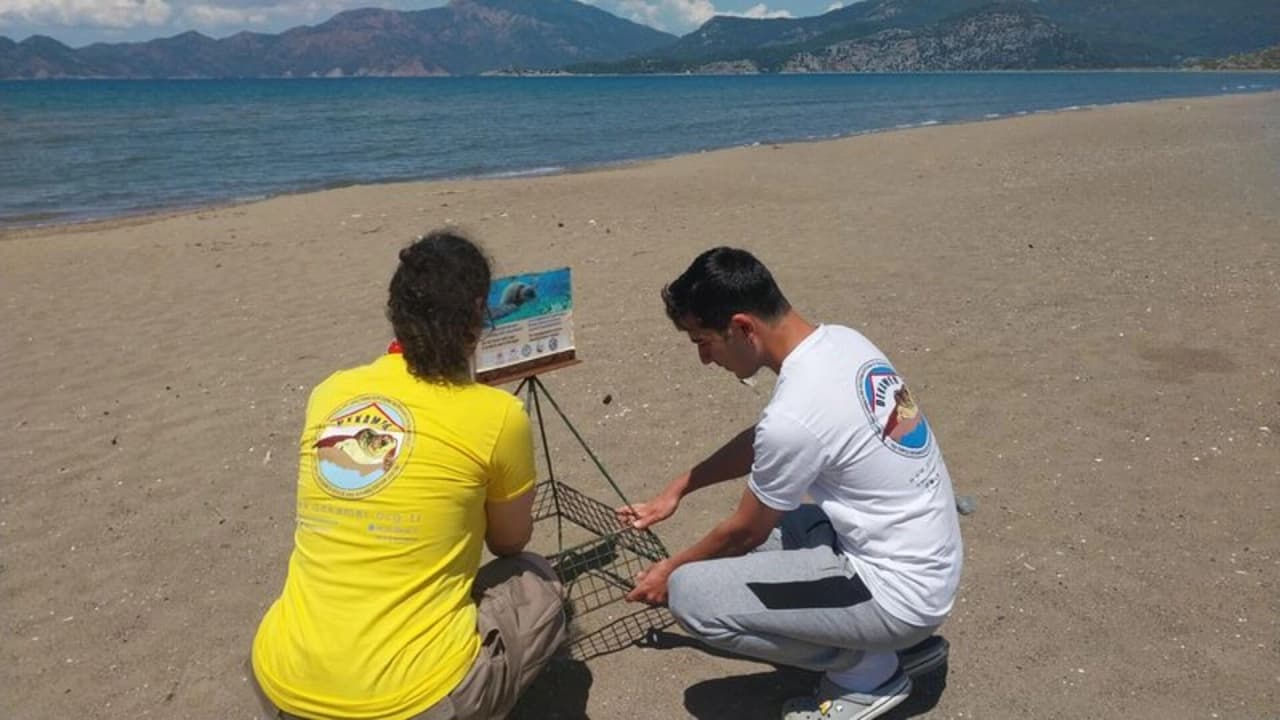 Muğla İztuzu Sahili'nde Caretta Caretta Yuva Sayısı 10'a Yükseldi
