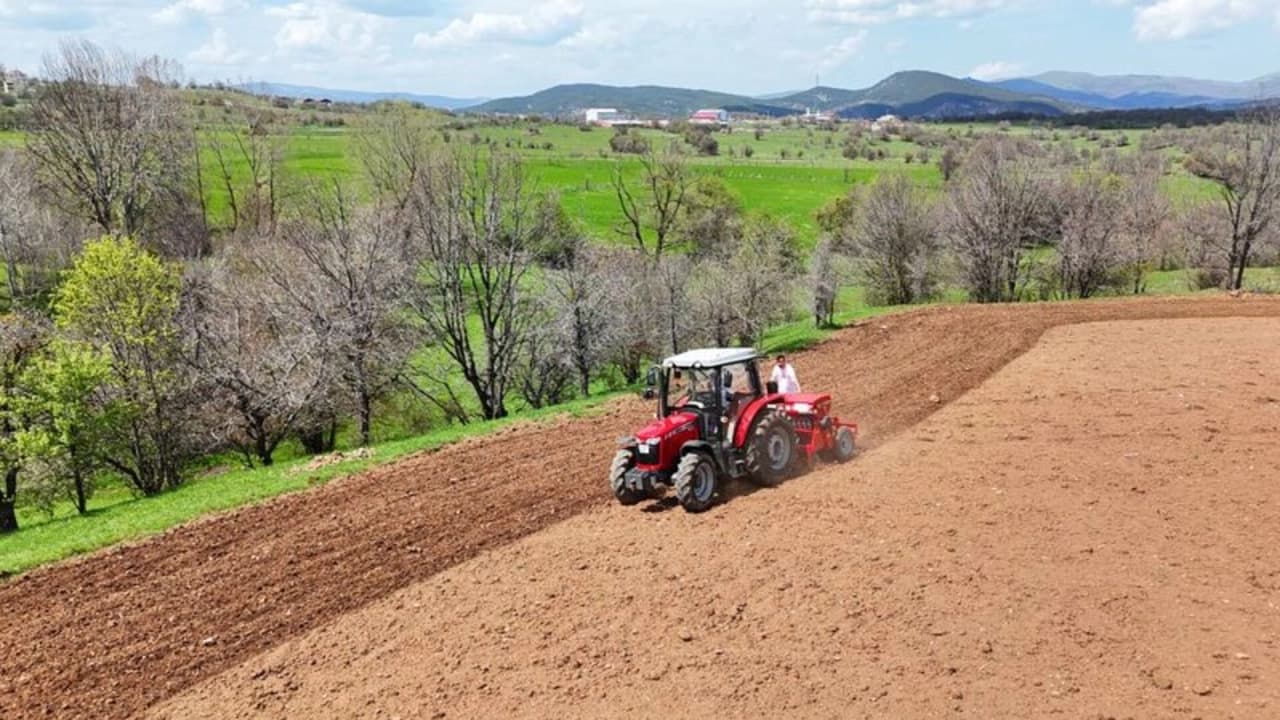 Ordu’da Atıl Araziler Karabuğday Üretimiyle Canlandı