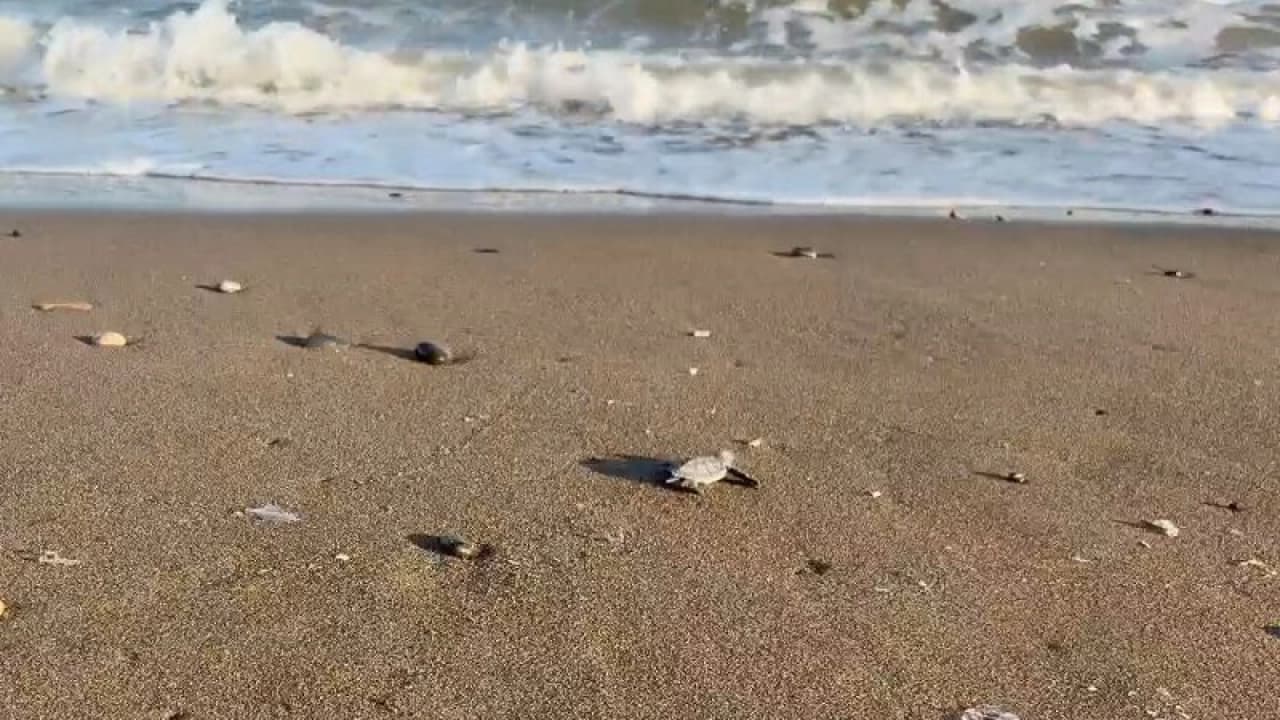 Mersin'de 100 Bin Deniz Kaplumbağası Yavrusu Akdeniz'in Mavi Sularına Ulaştı