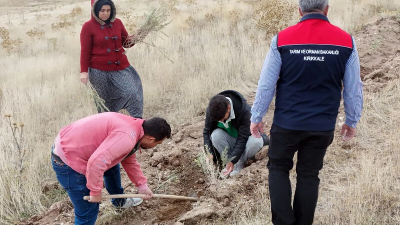 Kırıkkale Keskin'de 150 Dönümlük Meraya 25 Bin Tuz Çalısı Fidanı Dikiliyor