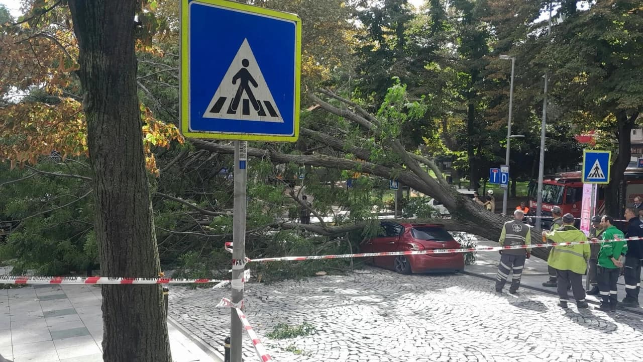 Nişantaşı Maçka Demokrasi Parkı'nda 40 günde ikinci ağaç felaketi