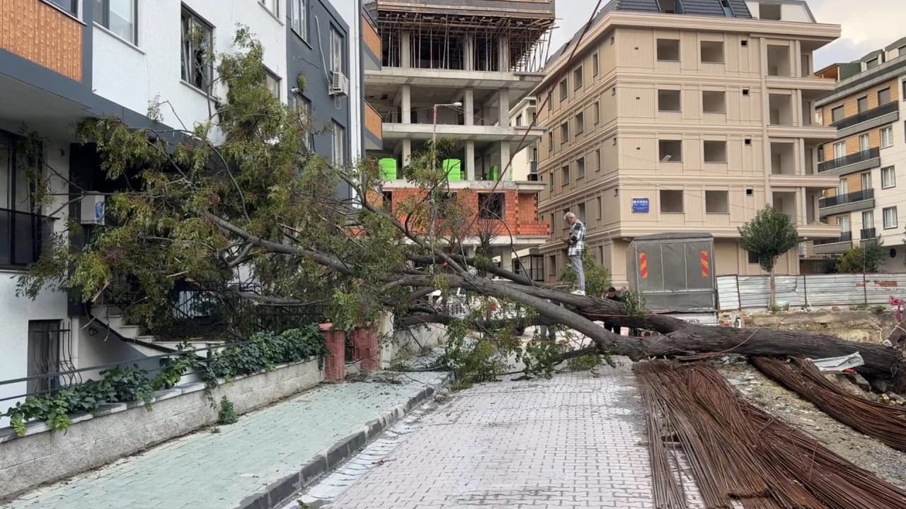 İstanbul Avcılar'da temel kazısı sırasında devrilen ağacın altında kalmaktan son anda kurtuldu