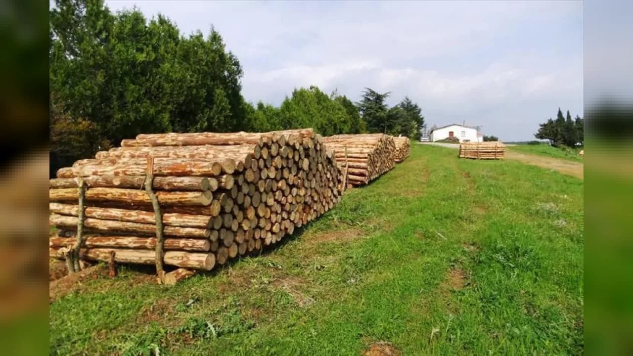 İstanbul Orman Bölge Müdürlüğü Demirköy'de 100 Parti Ürünü Satışa Çıkarıyor