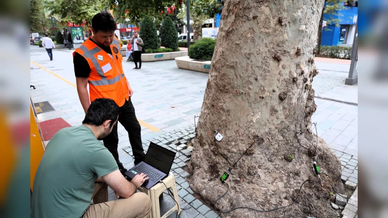 Kocaeli'de Anıt Ağaçlar İçin Bilimsel İnceleme Başlatıldı