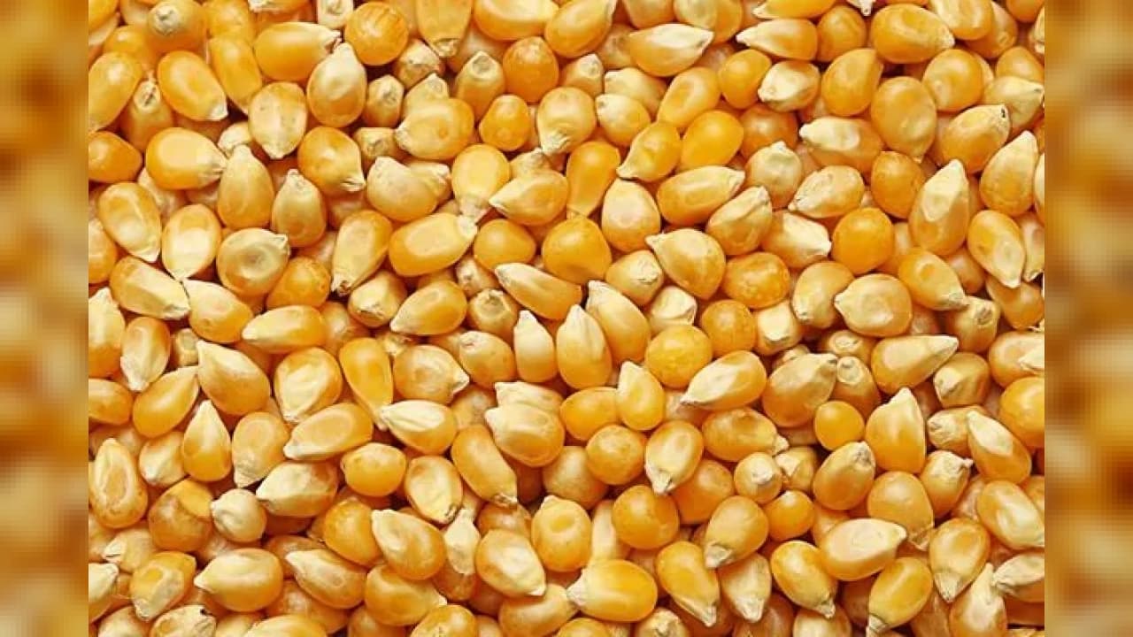 TİGEM Dalaman 1.400 Ton Dane Mısırı İhaleyle Satışa Çıkarıyor