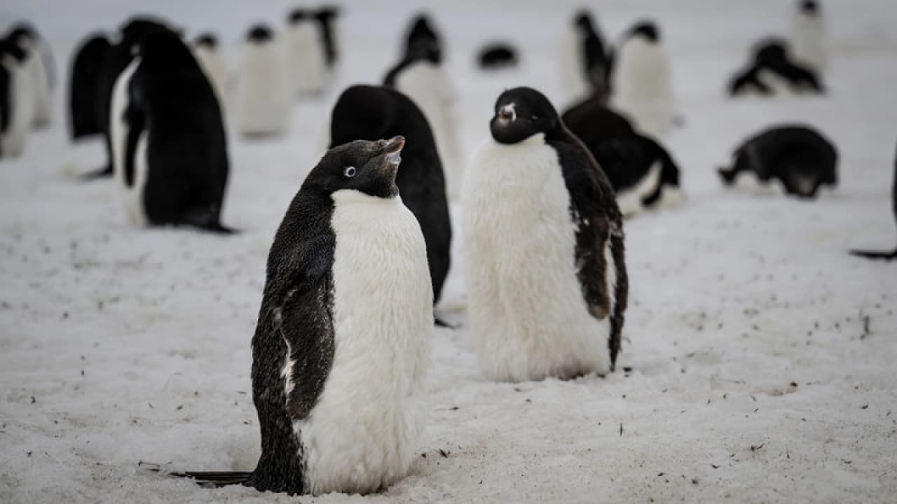 Zavodovski Adası'ndaki penguen nüfusunun dörtte biri öldü