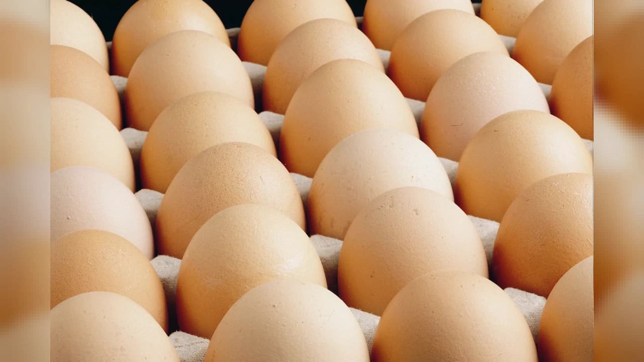 Ağustos ayında tavuk eti ve yumurta üretimi arttı