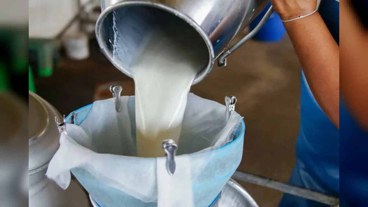 Çiğ süt desteğinde şartlar değişti: İlave 0,3 katsayı verilecek