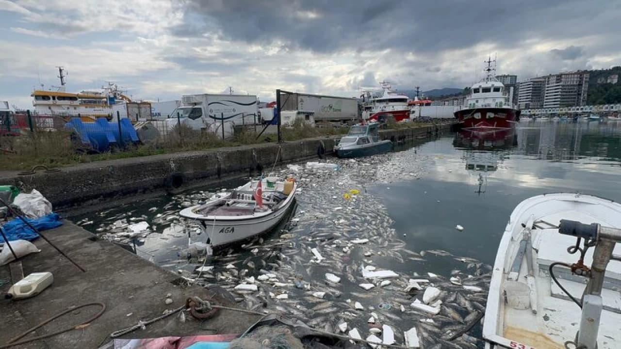Rize'de satılamayan palamutlar denize döküldü liman koktu