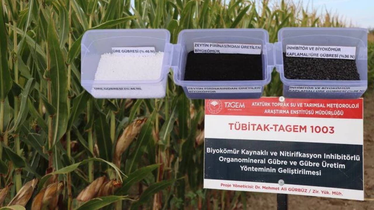 Zeytinyağı Posasından Çevre Dostu Gübre Geliştirildi