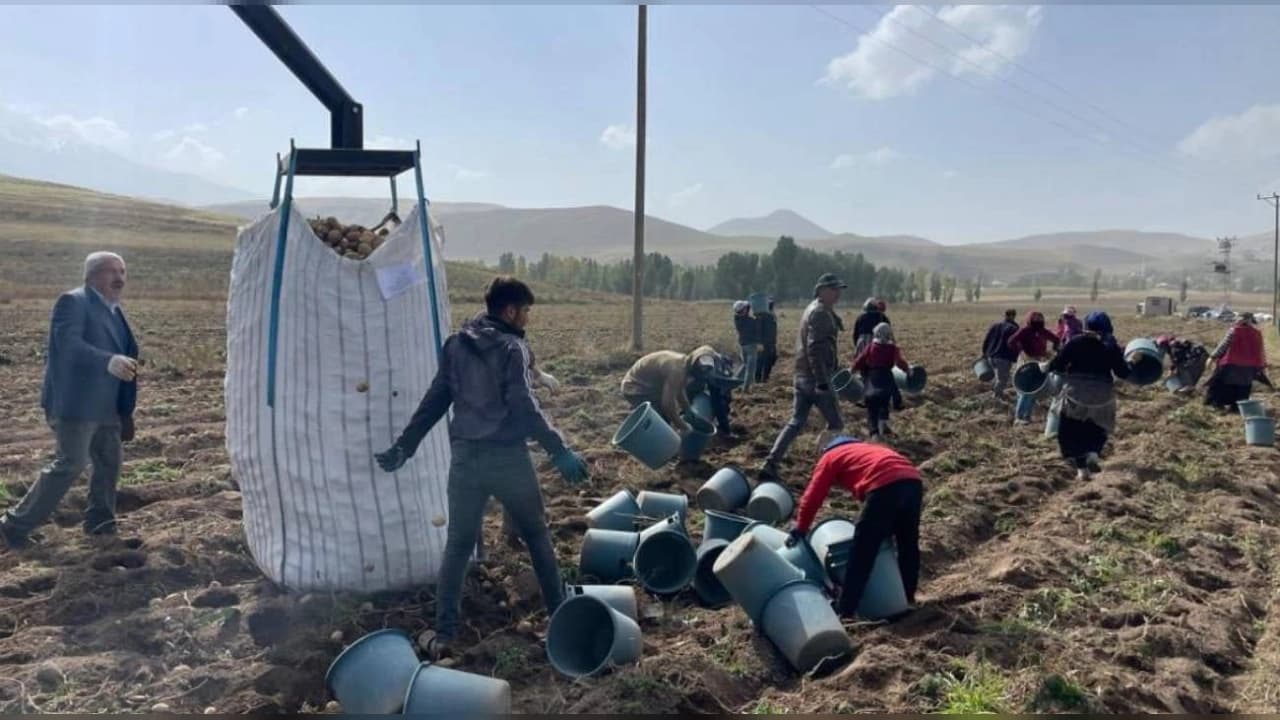 Patnos'ta 450 Dönüm Alanda Patates Hasadı Başladı
