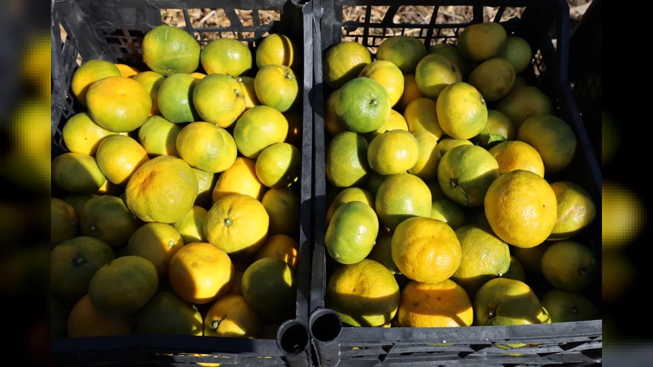 Satsuma mandalinasında ihracat sezonu başladı