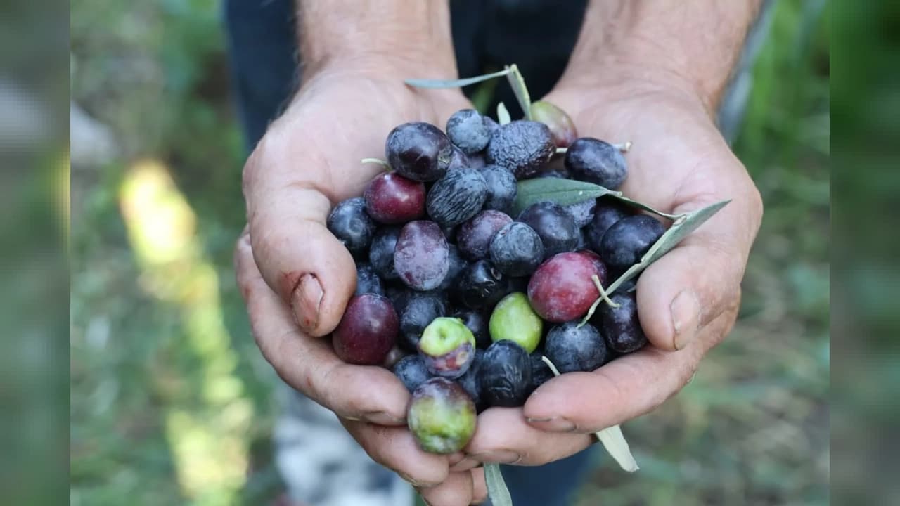 Artvin'de zeytin hasadı başladı: 780 ton rekolte bekleniyor