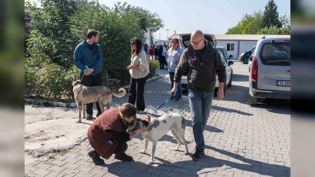 Ege Üniversitesinden Çıkarılan 83 Köpek Sahiplendirildi