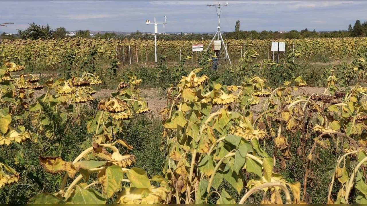 Trakya'da tarımda kuraklık riskini izlemek için yeni sistem kuruldu