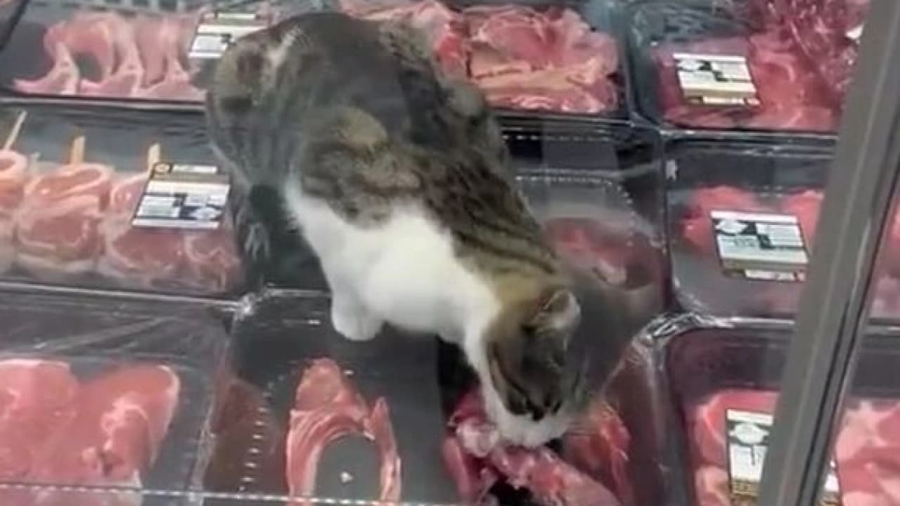 BURSA'DA MARKETİN KASAP REYONUNDAKİ DOLABA GİREN KEDİ ET YEDİ
