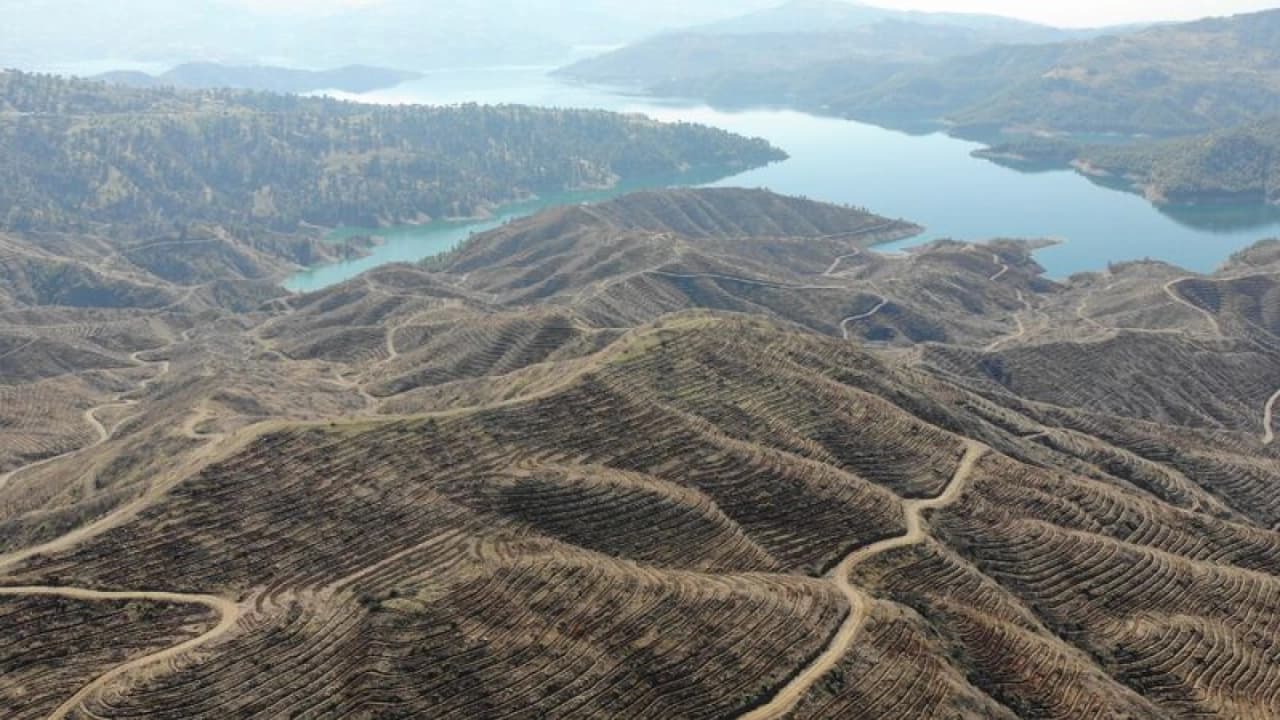 Kahramanmaraş'ta yanan orman sahalarına 1 milyondan fazla fidan dikilecek
